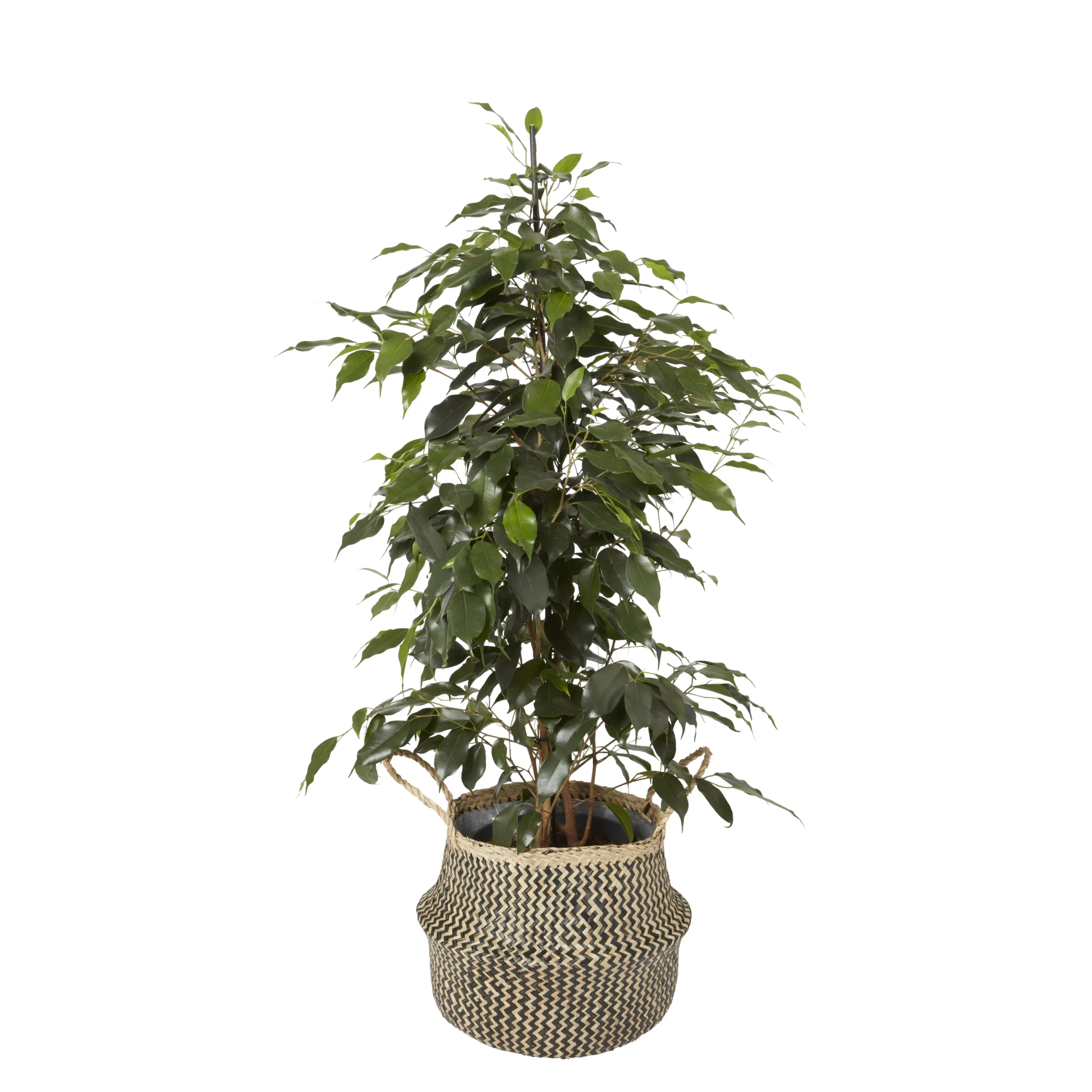 Black Seagrass Herringbone Circular Plant Pot (Dia)25cm 3 Black Seagrass Herringbone Circular Plant Pot (Dia)25cm - Image 3