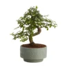 Bonsai In 15cm Grey Ceramic Decorative Pot