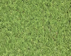 Dennis Artificial Grass 8m² (T)22mm 11 Dennis Artificial Grass 8m² (T)22mm -Garden Tool Store dennis artificial grass 8m t 22mm3663602425175 36c