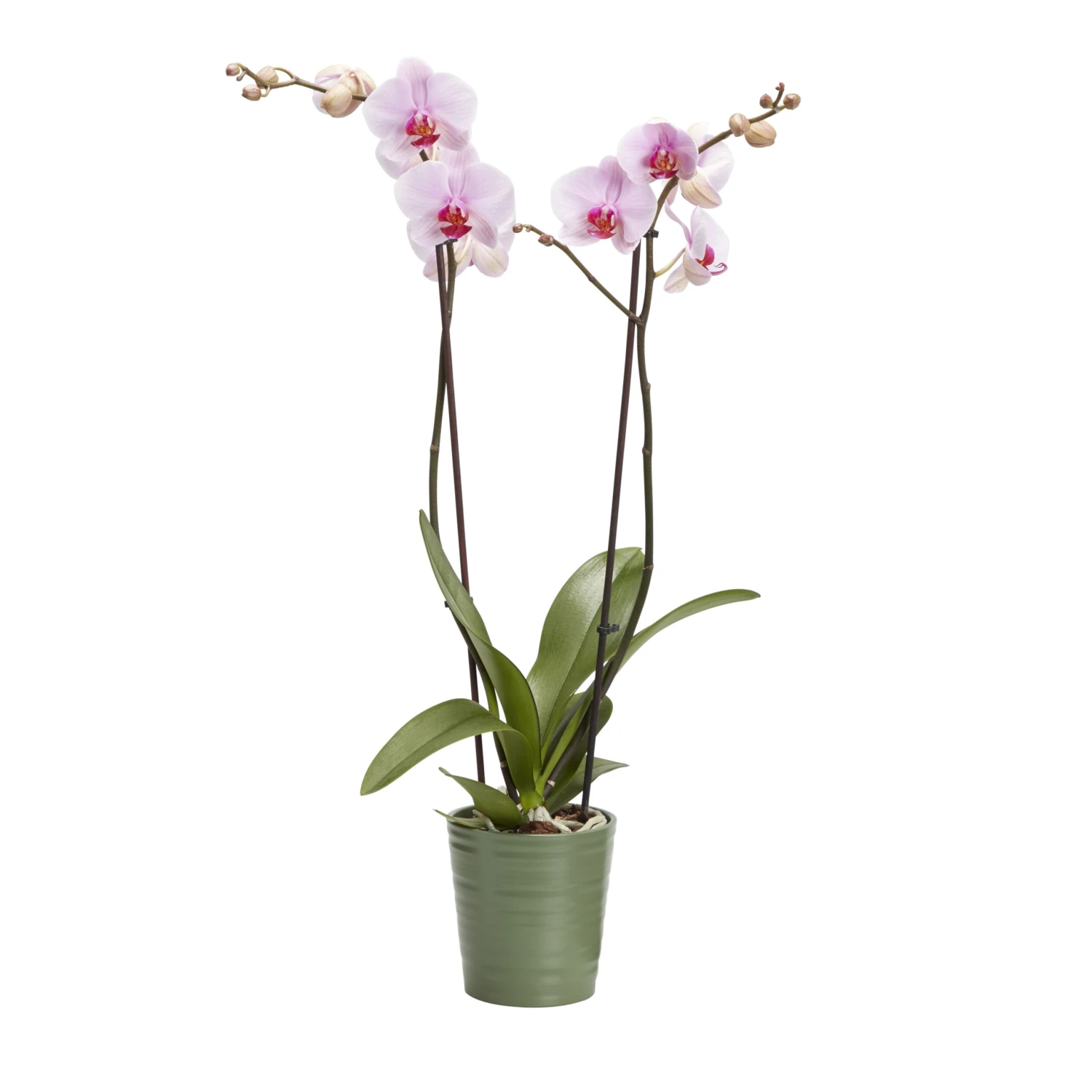 Double Stem Orchid In 12cm Assorted Ceramic Decorative Pot 1 Double Stem Orchid In 12cm Assorted Ceramic Decorative Pot