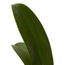 Double Stem Orchid In 12cm Assorted Ceramic Decorative Pot 15 Double Stem Orchid In 12cm Assorted Ceramic Decorative Pot -Garden Tool Store double stem orchid in 12cm assorted ceramic decorative pot3663602462934 21c