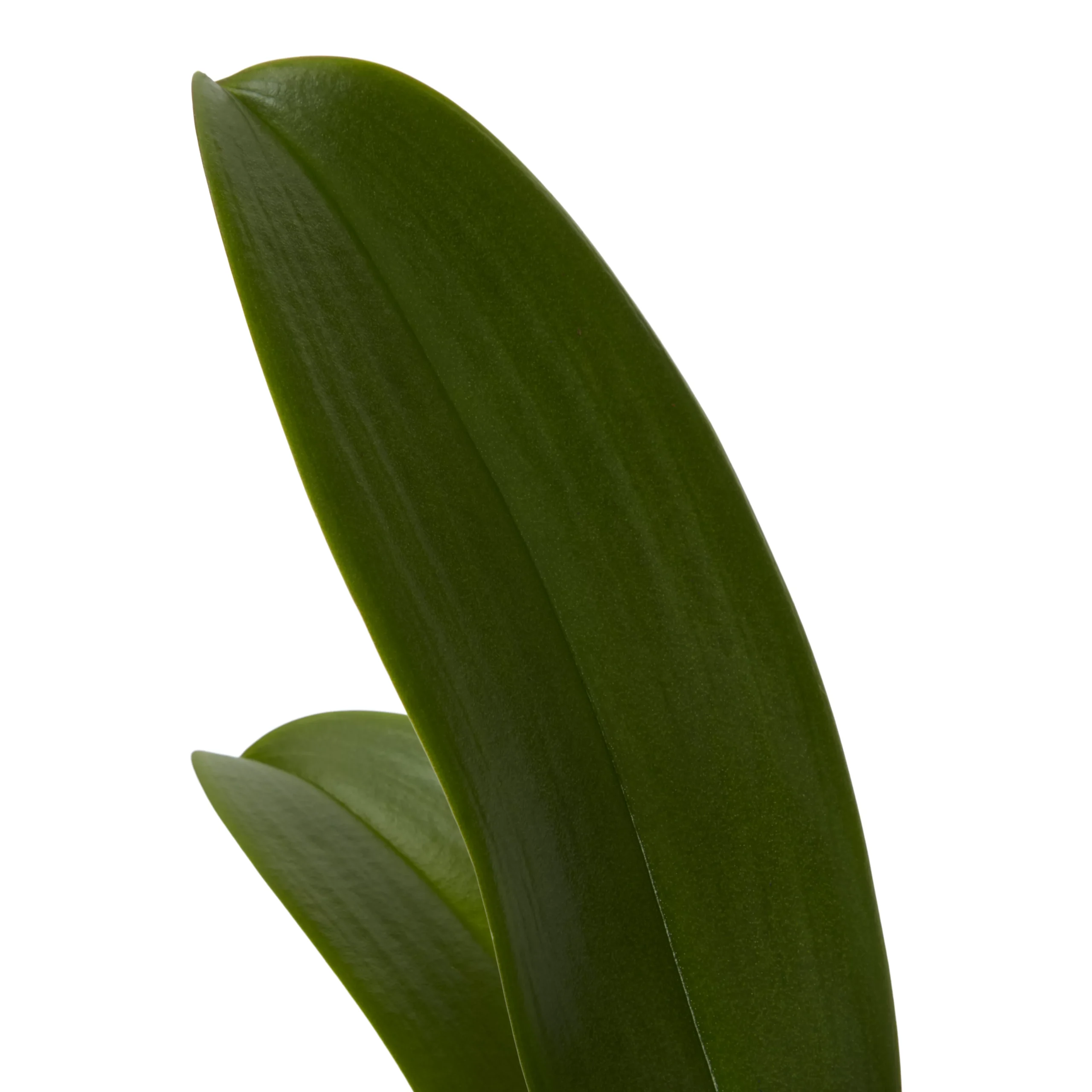 Double Stem Orchid In 12cm Assorted Ceramic Decorative Pot 3 Double Stem Orchid In 12cm Assorted Ceramic Decorative Pot - Image 3