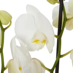 Double Stem Orchid In 12cm Assorted Ceramic Decorative Pot 18 Double Stem Orchid In 12cm Assorted Ceramic Decorative Pot -Garden Tool Store double stem orchid in 12cm assorted ceramic decorative pot3663602462934 22c