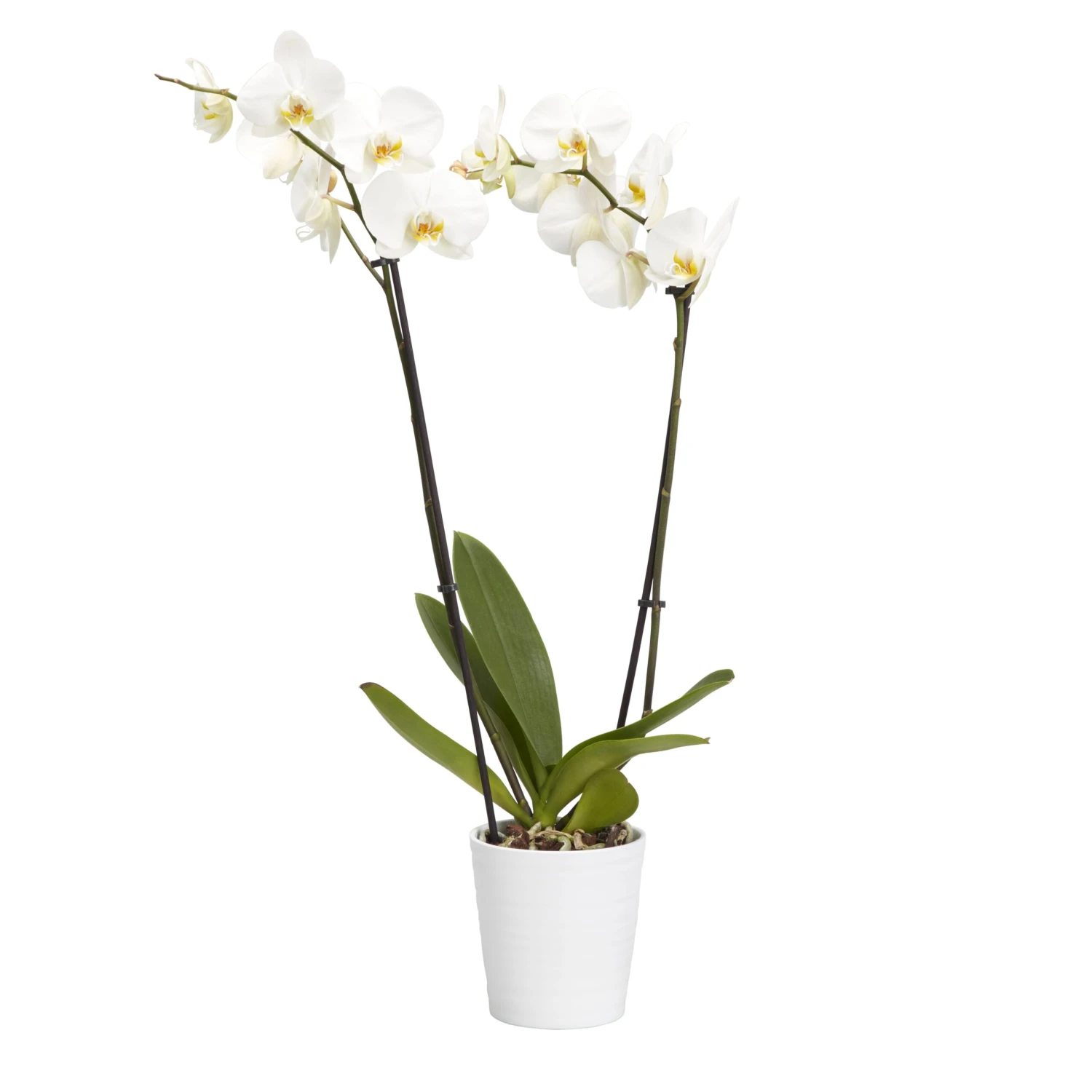 Double Stem Orchid In 12cm Assorted Ceramic Decorative Pot 4 Double Stem Orchid In 12cm Assorted Ceramic Decorative Pot - Image 4