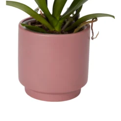 Double Stem Orchid In 12cm Assorted Ceramic Decorative Pot 21 Double Stem Orchid In 12cm Assorted Ceramic Decorative Pot -Garden Tool Store double stem orchid in 12cm assorted ceramic decorative pot3663602462934 23c