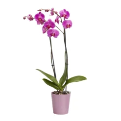 Double Stem Orchid In 12cm Assorted Ceramic Decorative Pot 17 Double Stem Orchid In 12cm Assorted Ceramic Decorative Pot -Garden Tool Store double stem orchid in 12cm assorted ceramic decorative pot3663602462934 23c bq