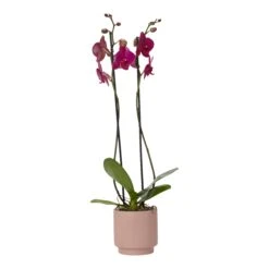 Double Stem Orchid In 12cm Assorted Ceramic Decorative Pot 23 Double Stem Orchid In 12cm Assorted Ceramic Decorative Pot -Garden Tool Store double stem orchid in 12cm assorted ceramic decorative pot3663602462934 36c