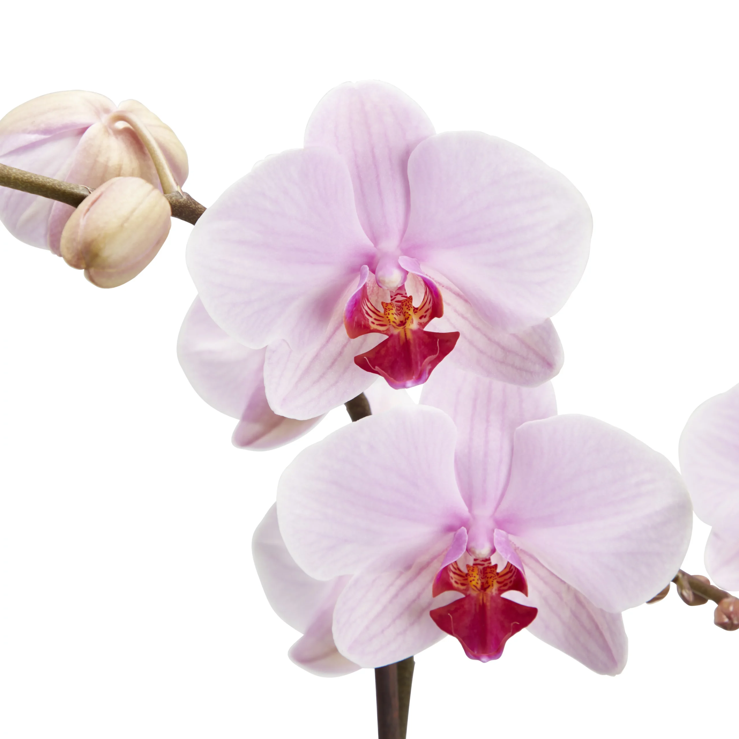 Double Stem Orchid In 12cm Assorted Ceramic Decorative Pot 7 Double Stem Orchid In 12cm Assorted Ceramic Decorative Pot - Image 7