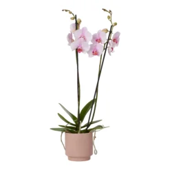 Double Stem Orchid In 12cm Assorted Ceramic Decorative Pot 24 Double Stem Orchid In 12cm Assorted Ceramic Decorative Pot -Garden Tool Store double stem orchid in 12cm assorted ceramic decorative pot3663602462934 37c