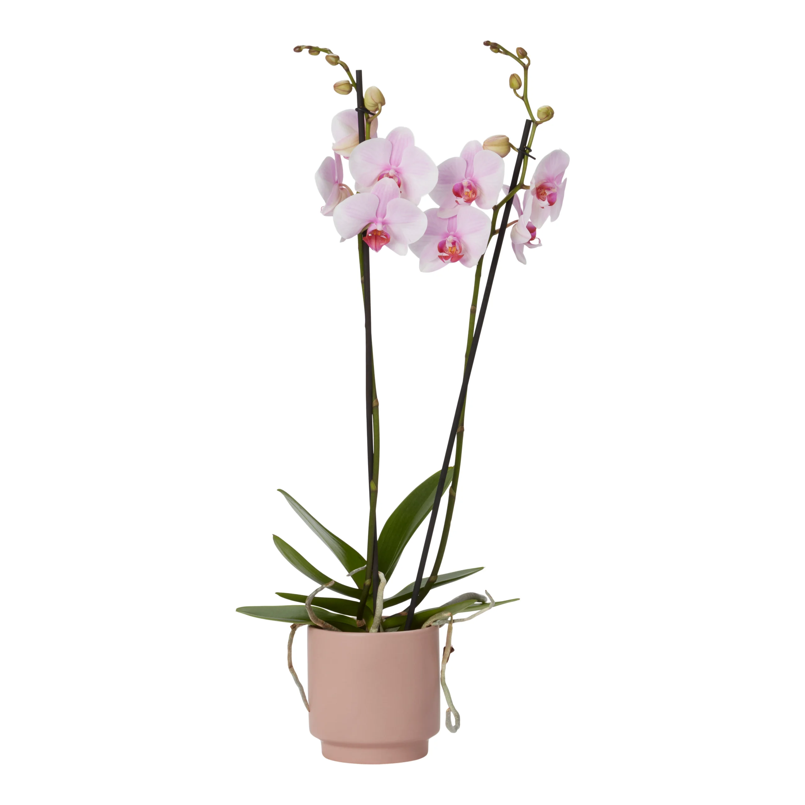 Double Stem Orchid In 12cm Assorted Ceramic Decorative Pot 12 Double Stem Orchid In 12cm Assorted Ceramic Decorative Pot - Image 12