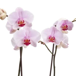 Double Stem Orchid In 12cm Assorted Ceramic Decorative Pot 20 Double Stem Orchid In 12cm Assorted Ceramic Decorative Pot -Garden Tool Store double stem orchid in 12cm assorted ceramic decorative pot3663602462934 37c bq