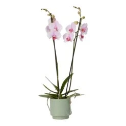 Double Stem Orchid In 12cm Assorted Ceramic Decorative Pot 25 Double Stem Orchid In 12cm Assorted Ceramic Decorative Pot -Garden Tool Store double stem orchid in 12cm assorted ceramic decorative pot3663602462934 38c