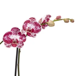 Double Stem Orchid In 12cm Assorted Ceramic Decorative Pot 22 Double Stem Orchid In 12cm Assorted Ceramic Decorative Pot -Garden Tool Store double stem orchid in 12cm assorted ceramic decorative pot3663602462934 38c bq