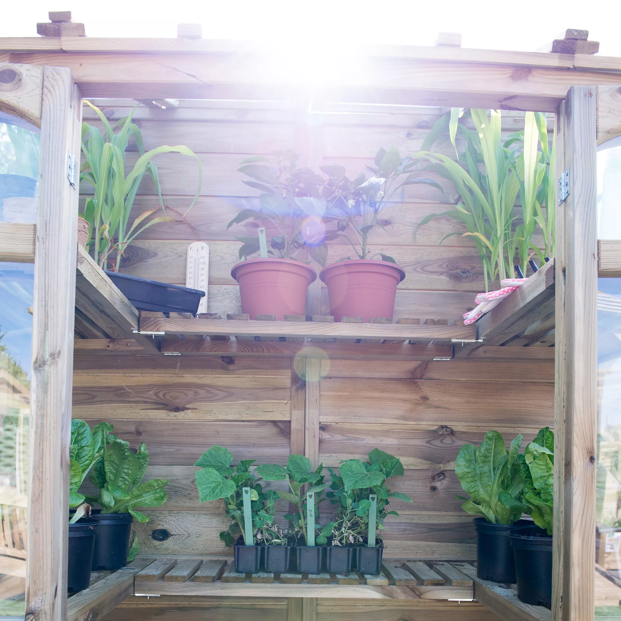 Forest Garden Natural Timber 5x2 Greenhouse 9 Forest Garden Natural Timber 5x2 Greenhouse - Image 9