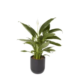 GoodHome Black Terracotta Circular Plant Pot (Dia)20.4cm 5 GoodHome Black Terracotta Circular Plant Pot (Dia)20.4cm -Garden Tool Store goodhome black terracotta circular plant pot dia 20 4cm3663602441281 21c