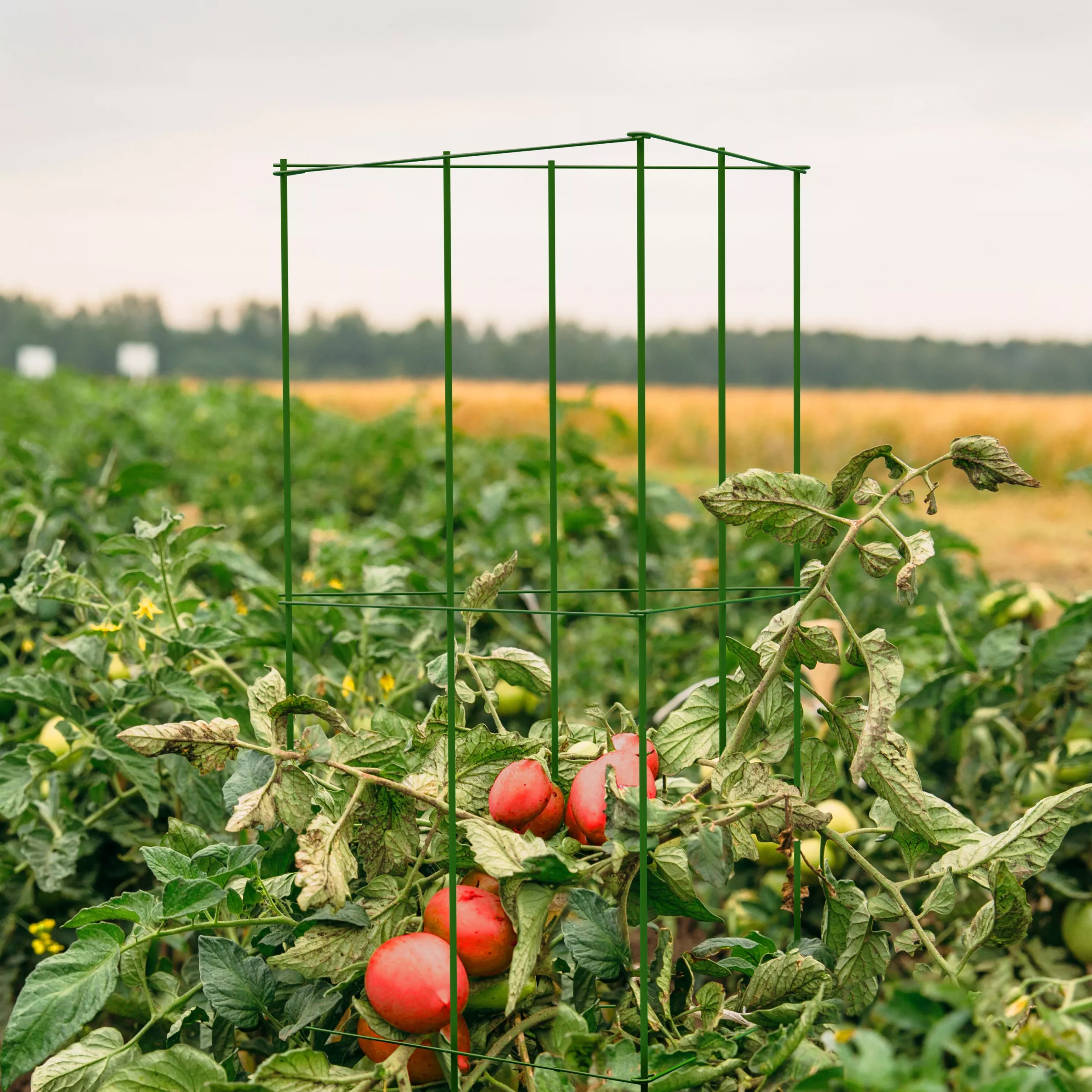 Panacea Steel 3-sided Frame Plant Support Frame (L)119cm (Dia)36cm 2 Panacea Steel 3-sided Frame Plant Support Frame (L)119cm (Dia)36cm - Image 2