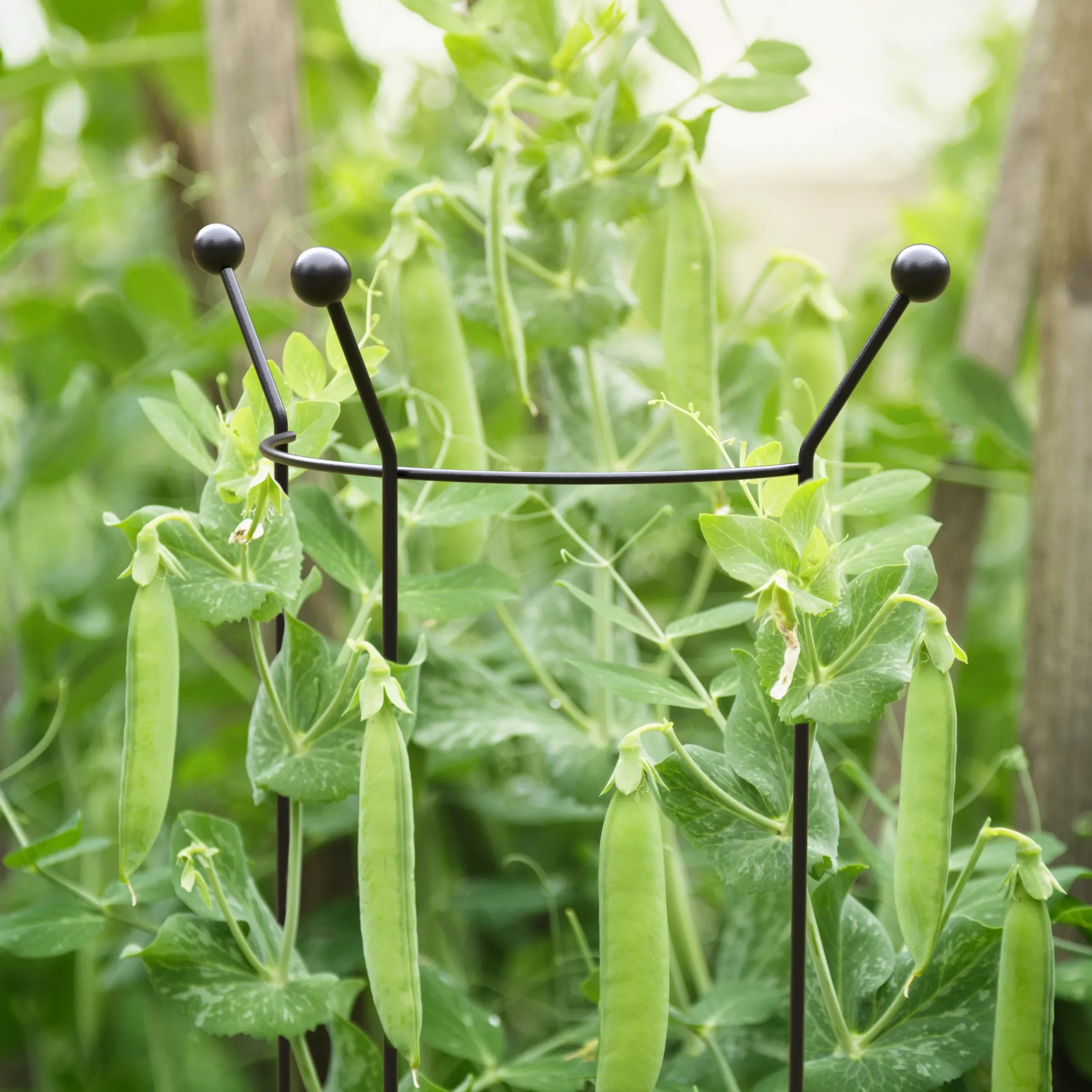 Panacea Steel Curved Plant Support Frame (L)84cm (Dia)27cm 2 Panacea Steel Curved Plant Support Frame (L)84cm (Dia)27cm - Image 2