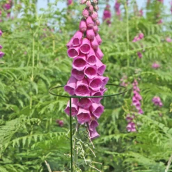 Garden Tool Store -Garden Tool Store panacea steel single stem plant support l 122cm dia 20 3cm pack of 30093432825457 01i bq