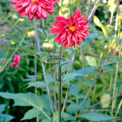 Garden Tool Store -Garden Tool Store panacea steel single stem plant support l 122cm dia 8 6cm pack of 30093432825396 01i bq