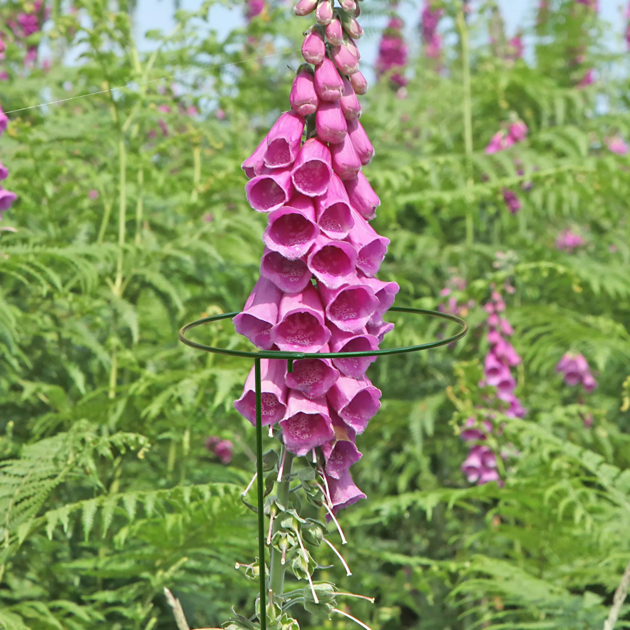 Panacea Steel Single Stem Plant Support (L)91cm (Dia)17cm, Pack Of 3 2 Panacea Steel Single Stem Plant Support (L)91cm (Dia)17cm, Pack Of 3 - Image 2