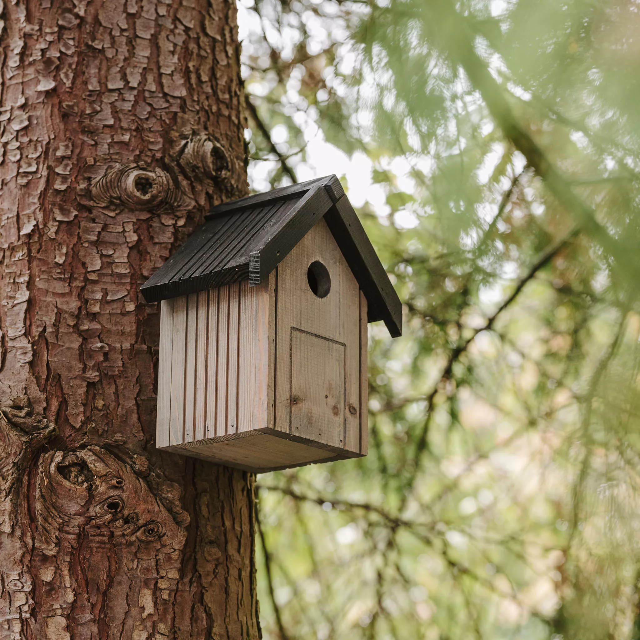 Peckish Blue Tit Nest Box 2 Peckish Blue Tit Nest Box - Image 2
