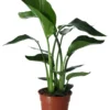 Strelitzia In 17cm Terracotta Plastic Grow Pot