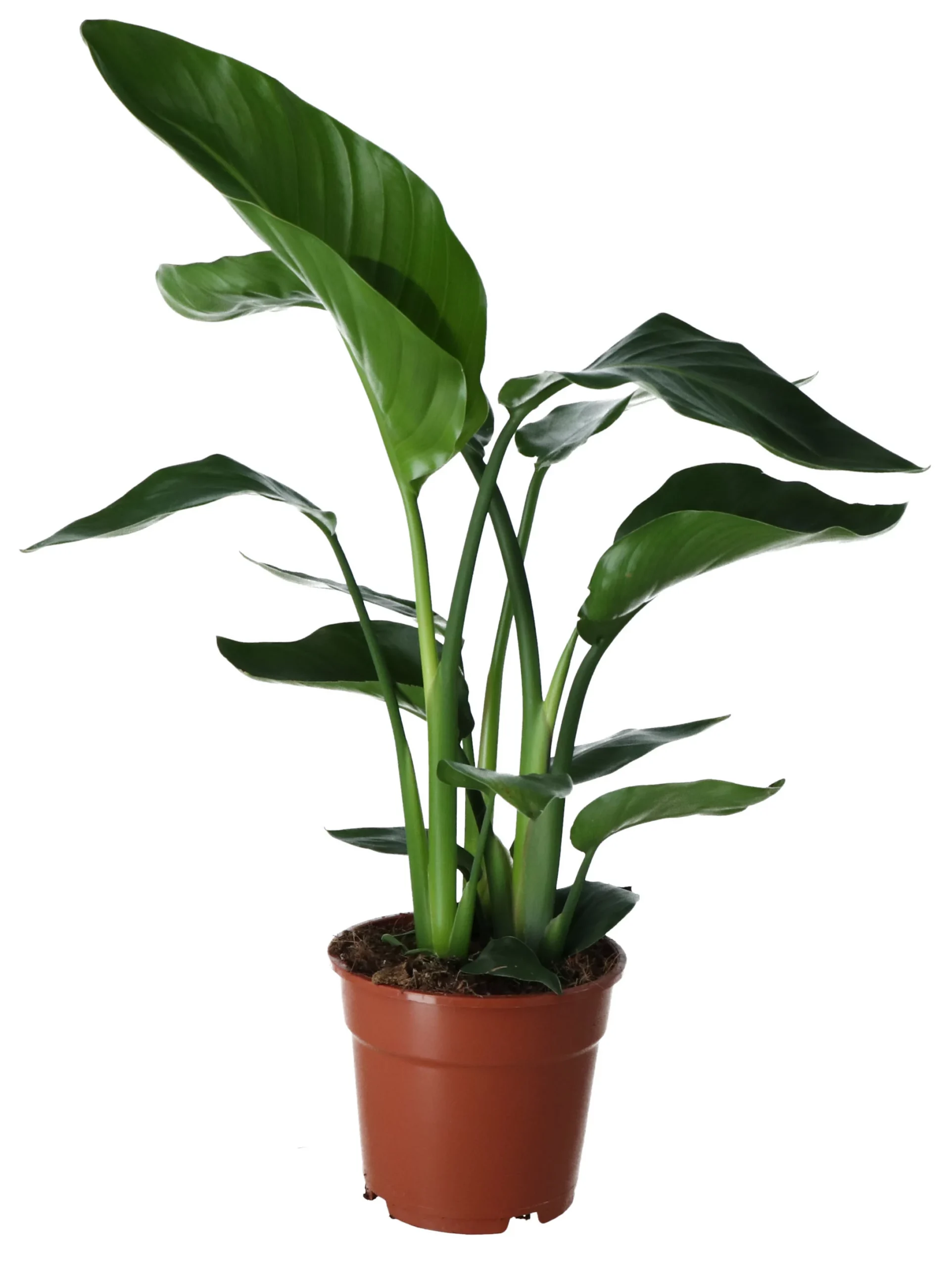 Strelitzia In 17cm Terracotta Plastic Grow Pot 1 Strelitzia In 17cm Terracotta Plastic Grow Pot