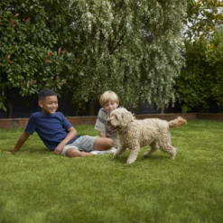 Verve Family & Sports Grass Seeds, 10kg -Garden Tool Store verve family sports grass seeds 10kg3663602947516 05i