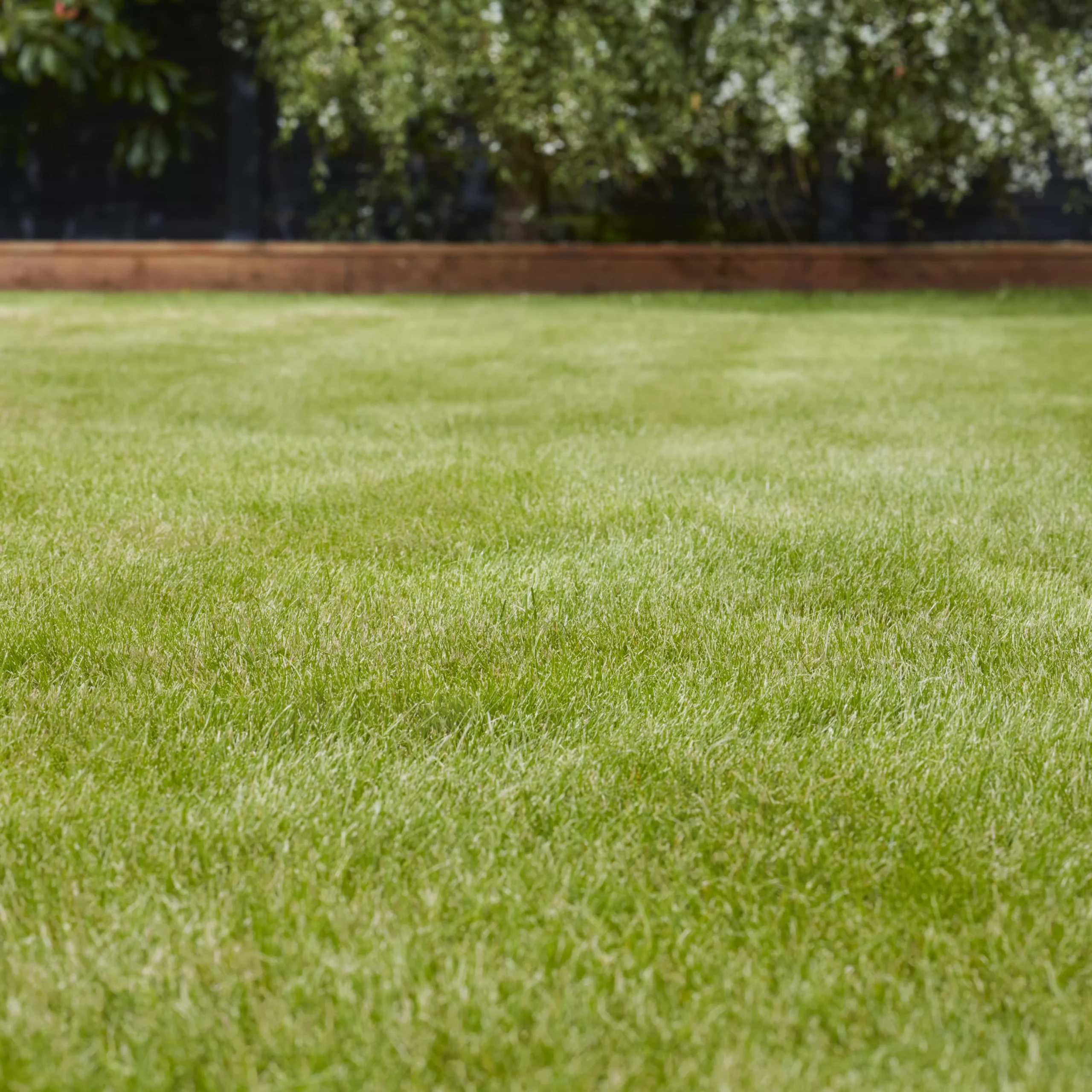 Verve Grass Seeds, 10kg 2 Verve Grass Seeds, 10kg - Image 2