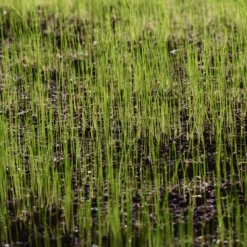 Verve Grass Seeds, 10kg 5 Verve Grass Seeds, 10kg -Garden Tool Store verve grass seeds 10kg3663602947516 10i