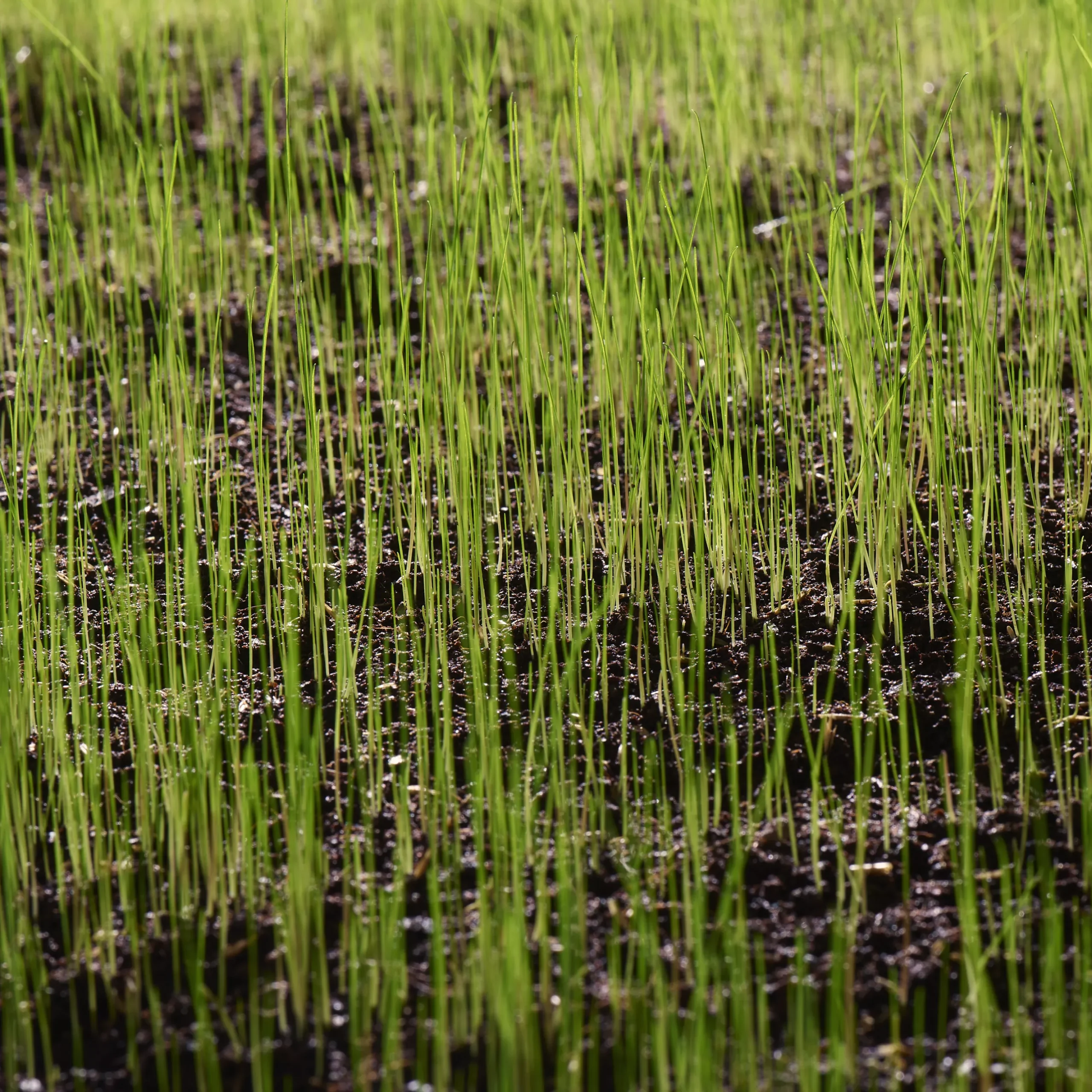 Verve Grass Seeds, 10kg 3 Verve Grass Seeds, 10kg - Image 3