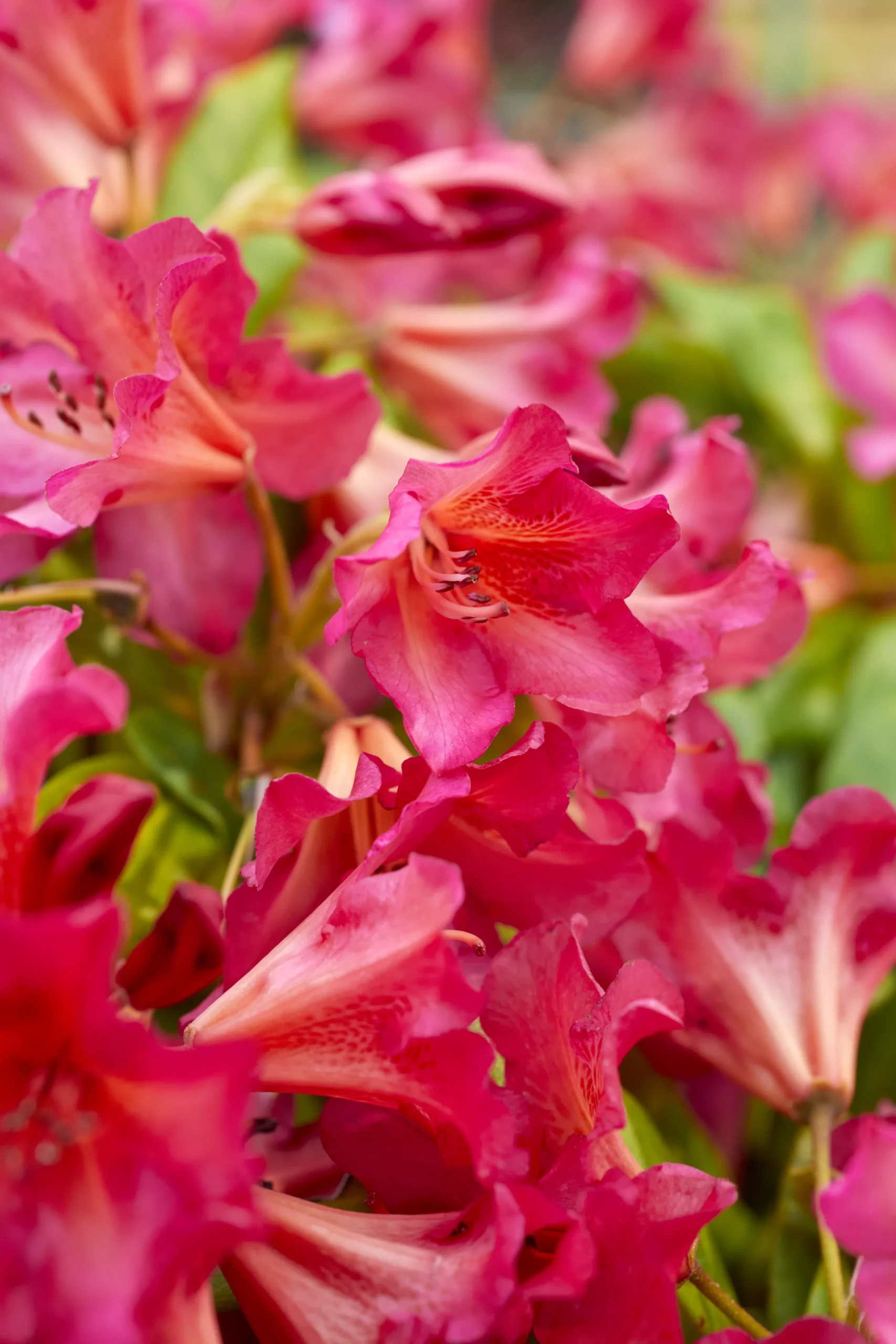 Verve Mamaterra Ericaceous Plant Feed Granules 100m² 2.5kg 2 Verve Mamaterra Ericaceous Plant Feed Granules 100m² 2.5kg - Image 2