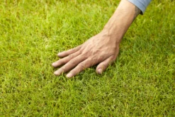 Garden Tool Store 8 Garden Tool Store -Garden Tool Store verve mamaterra lawn feed granules 100m 2 5kg5063022034779 01i