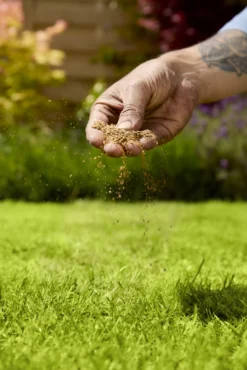 Verve Mamaterra Lawn Feed Granules 100m² 2.5kg -Garden Tool Store verve mamaterra lawn feed granules 100m 2 5kg5063022034779 02i