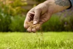 Verve Mamaterra Lawn Feed Granules 100m² 2.5kg -Garden Tool Store verve mamaterra lawn feed granules 100m 2 5kg5063022034779 03i