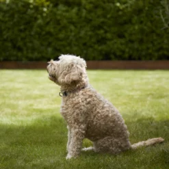 Verve Shady Grass Seeds, 5kg 7 Verve Shady Grass Seeds, 5kg -Garden Tool Store verve shady grass seeds 5kg3663602947554 02i