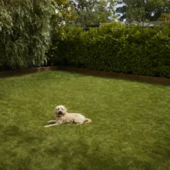 Verve Shady Grass Seeds, 5kg 8 Verve Shady Grass Seeds, 5kg -Garden Tool Store verve shady grass seeds 5kg3663602947554 03i