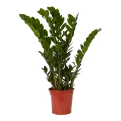 Zamiolculcas In 21cm Terracotta Plastic Grow Pot